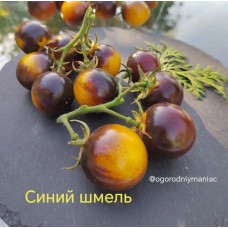 Синий шмель