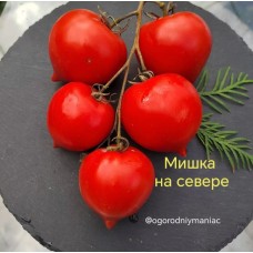 Мишка на севере