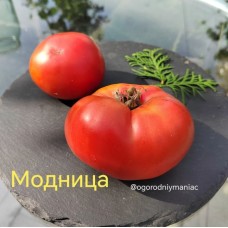 Модница