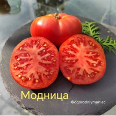 Модница