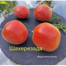 Шахерезада