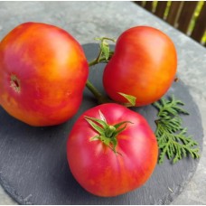 Томат Семиречье