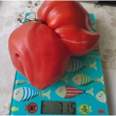 Красный Гребешок Бортниковых