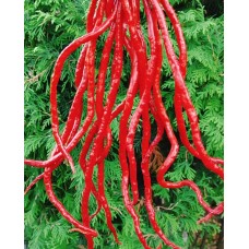 Острый Перец Гром Горы Лонгхорн