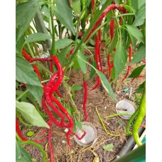 Острый Перец Гром Горы Лонгхорн