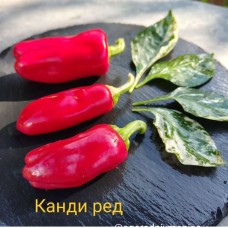 Канди Ред