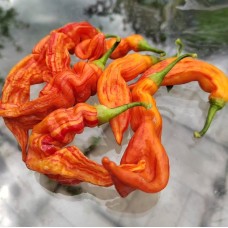 Полосатая Сахарная Лихорадка