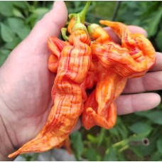 Полосатая Сахарная Лихорадка