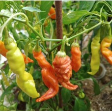 Полосатая Сахарная Лихорадка