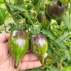 Сладкая Карамель Софи