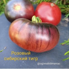 Розовый Сибирский Тигр