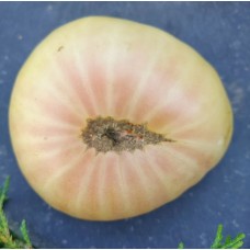 Даггин Белый