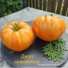 Джаз Оранжевый