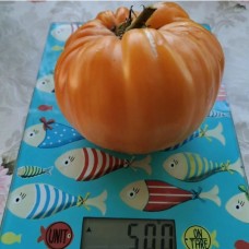 Джаз Оранжевый