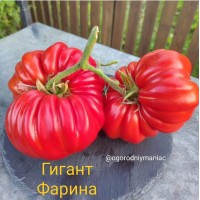 Гигант Фарина