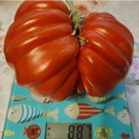 Гигант Фарина