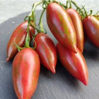 Фиолетовый Изумруд