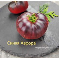 Синяя Аврора