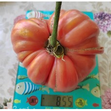 Минусинский Безразмерный