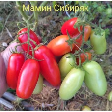 Мамин Сибиряк